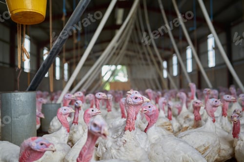 Preview: Life on the farm. Shot of a flock of turkeys grouped together in a barn where they get fed.