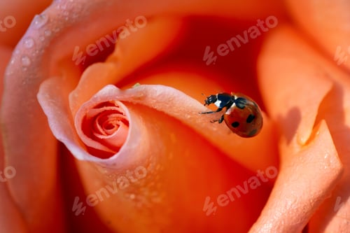 Preview: Ladybug on a rose
