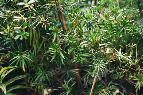 Preview: Natural green background with bushes of tropical vegetation in botanical garden.