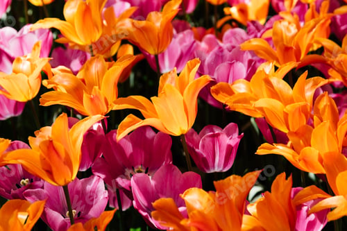 Preview: Colorful spring fresh dutch tulips. Assorted colors. Pink and orange