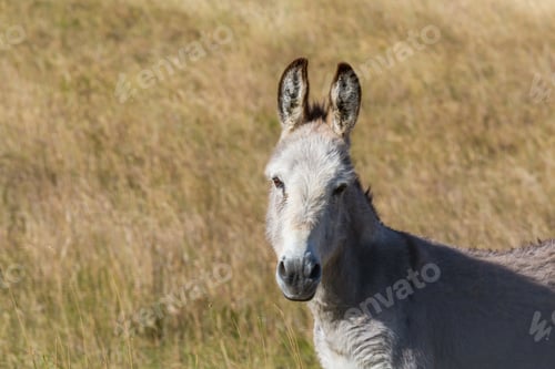 Preview: Donkey