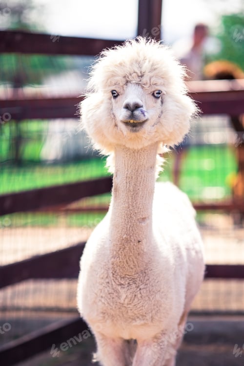 Preview: Portrait of a sweet white llama - alpaca