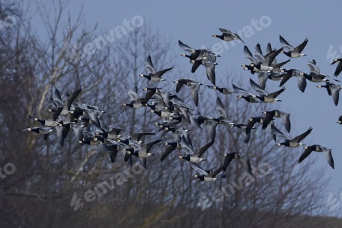 Preview: Barnacle geese (Branta leucopsis)