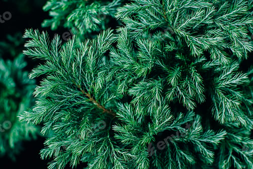 Preview: Top view of green fir tree ush foliage natural background.