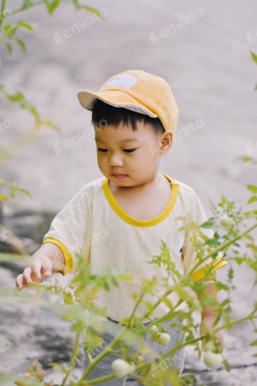 Preview: Tomato picking