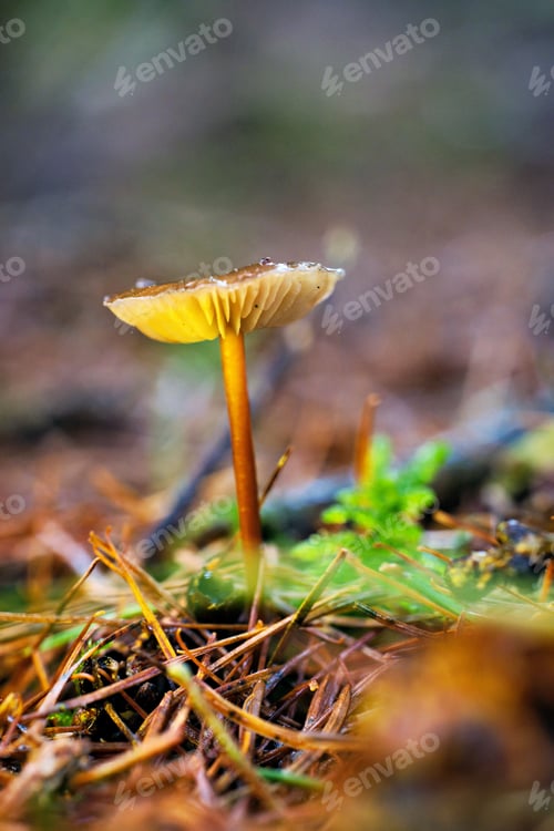Preview: Close-up of a small forest mushroom