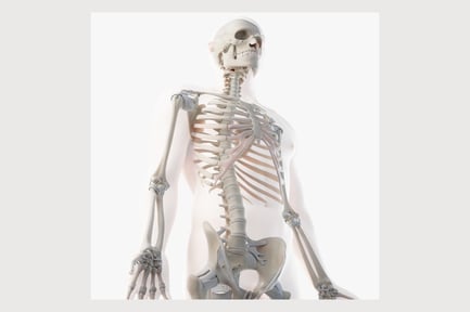 Preview: Male Anatomy: Skeleton, Ligaments & Skin