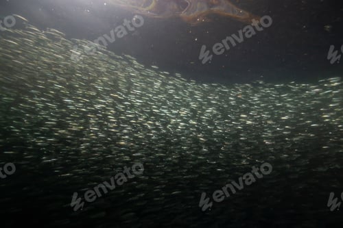 Preview: Underwater scene in the Pacific Ocean with a swarm of small fish swimming in the water
