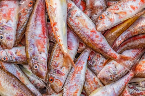Preview: Fresh fish ready for sale at the fishing stall