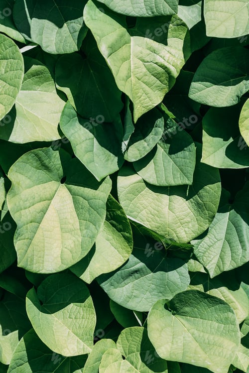 Preview: close up texture of green leaves with sunlight