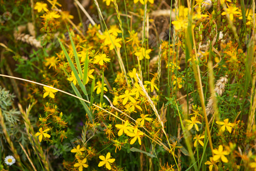 Preview: A beautiful yellow St. John's wort in the middle of a wheat field, close-up.