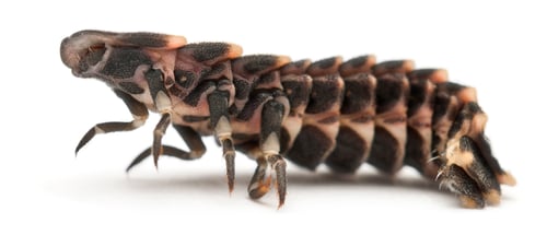 Preview: Common glow-worm of Europe, Lampyris noctiluca, in front of white background