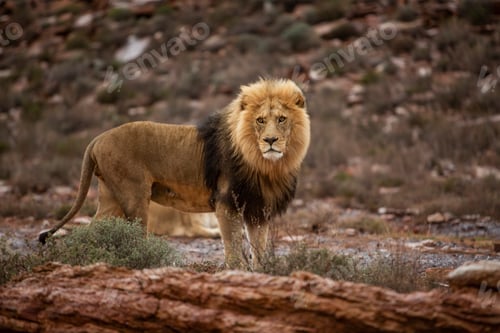 Preview: Majestic lion standing guard in the wild