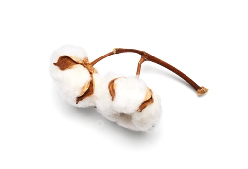 Preview: Beautiful fluffy cotton flowers on white background
