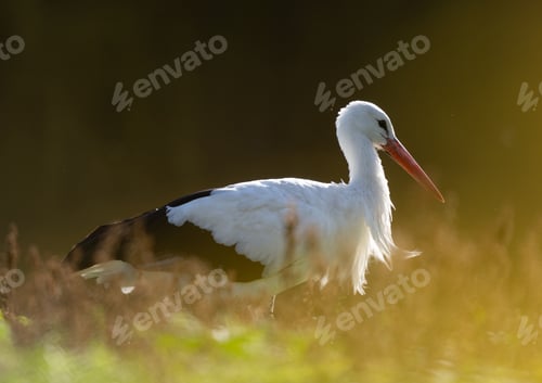 Preview: White Stork Stands In Water