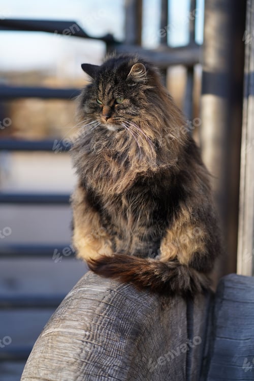 Preview: Vertical of a fluffy cat sitting on a wooden fence