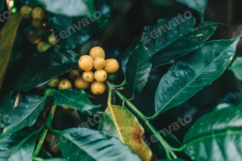Preview: yellow catimor Coffee beans ripening on tree in North of thailand
