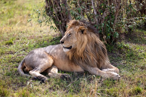 Preview: Powerful lion lying in a grassy savannah, surrounded by a verdant landscape of dense foliage