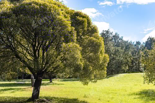 Visualização: vista do gramado verde no parque da cidade em dia ensolarado