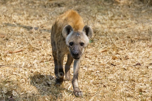 Preview: spotted hyena or laughing hyena walking