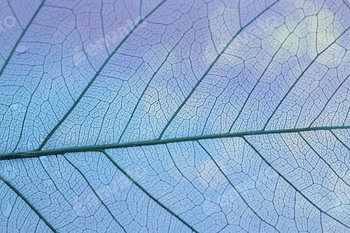 Preview: Beautiful skeleton leaf as background, macro view