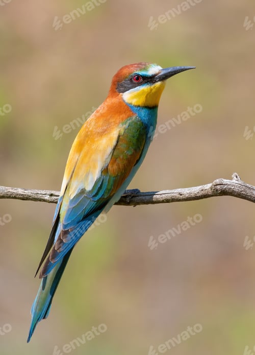Preview: European bee-eater, merops apiaster. A bird sits on a branch on a smooth background