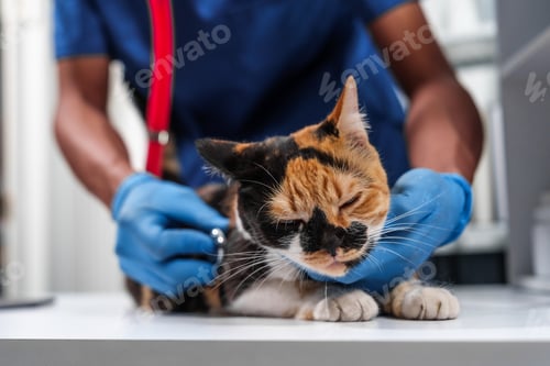 Preview: Close up veterinarian in blue scrubs holding a cat, preparing for examination, with stethoscope