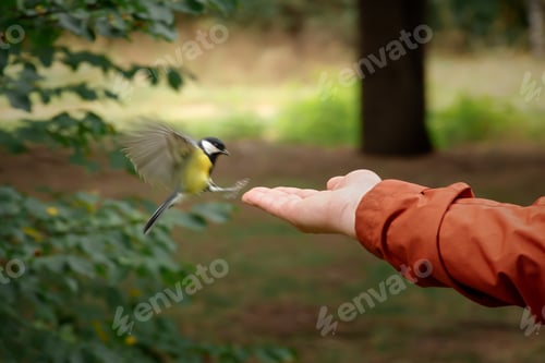 Preview: Tit hand autumn park.