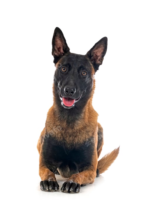 Preview: malinois in studio