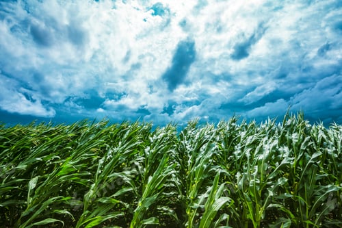 Preview: Corn field and stormy sky