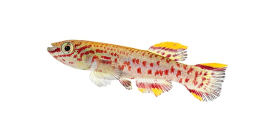 Preview: Male Blue lyretail fish, Fundulopanchax gardneri, Isolated on white