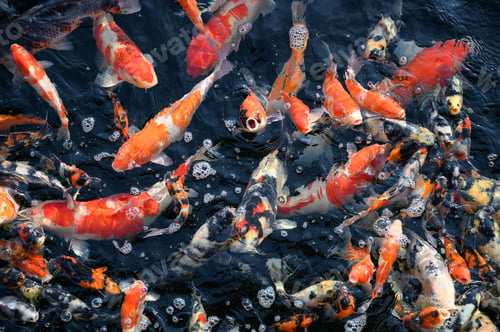 Preview: Colorful Koi fish swimming in pond