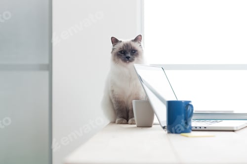 Preview: Lovely cat on the desktop