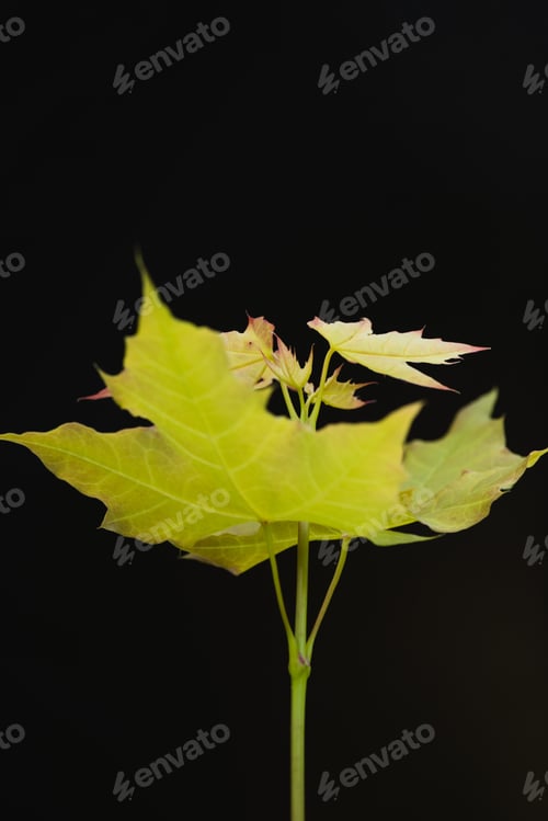 Preview: Tree branch with maple leaves isolated on black background