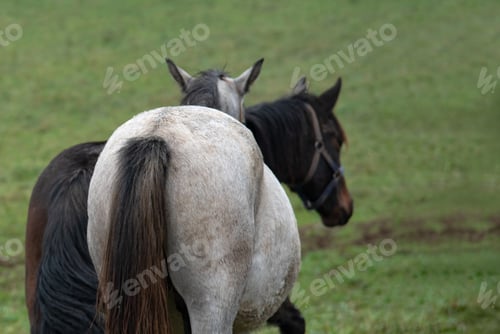 Preview: Two horses grazing in green pasture on overcast day