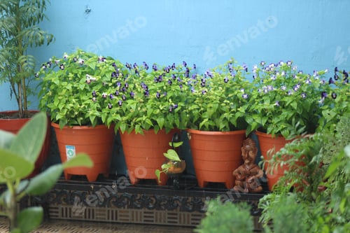 Preview: Flower pots at home
