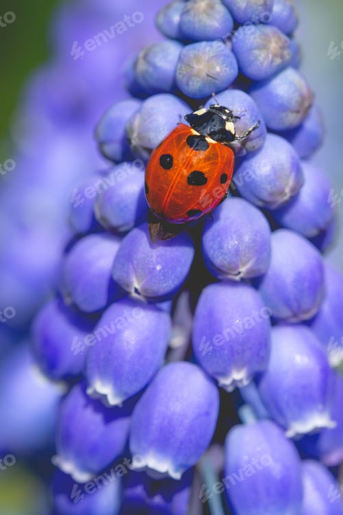 Preview: Ladybird insect on a blue Muscari flower head