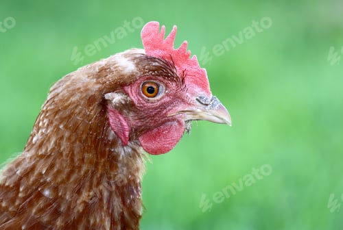 Preview: Close up of chicken head