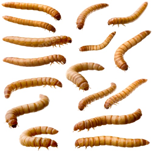 Preview: 16 Larva of Mealworm - Tenebrio molitor