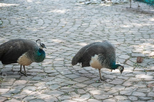 Preview: Pair of Female Peacocks Foraging on a Cobblestone Path