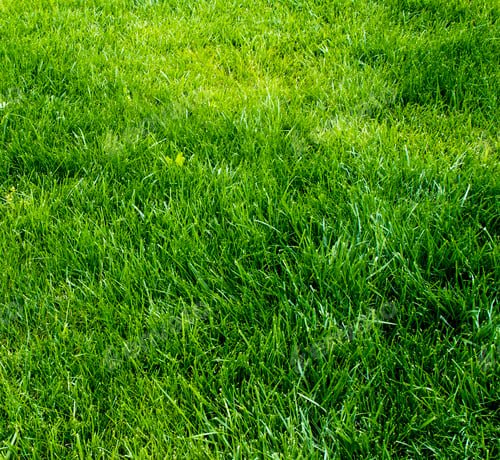 Preview: green grass field