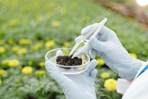Preview: Gloved hands of scientist putting small sample of green seedling in petri dish with fertile soil