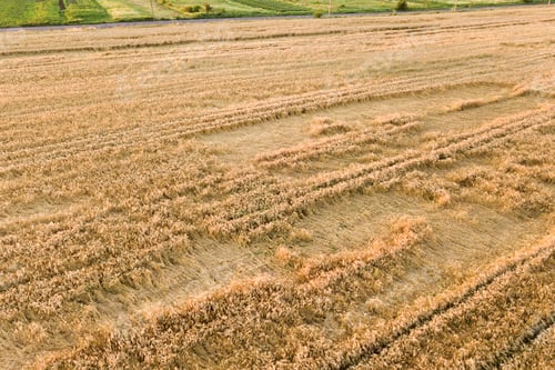 Preview: Aerial view of ripe farm field ready for harvesting with fallen down broken by wind wheat