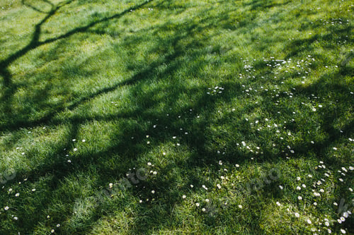 Preview: Lush green grass of a lawn with trees casting shadows on the surface, providing cool shade.