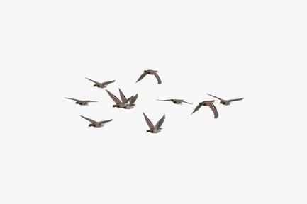 Preview: Flying Ducks: Avian Flock in Motion