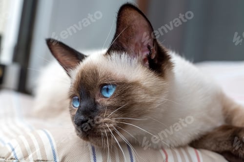 Preview: Cute kitten siamese cat indoor