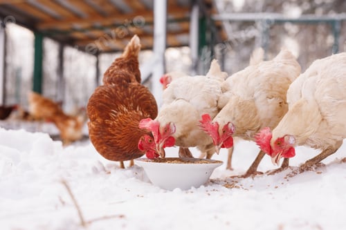 Preview: Hens eating grain in snow at a winter poultry farm for organic eggs