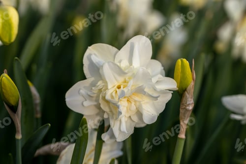 Preview: White flower of daffodil Narcissus cultivar Obdam from Double Group