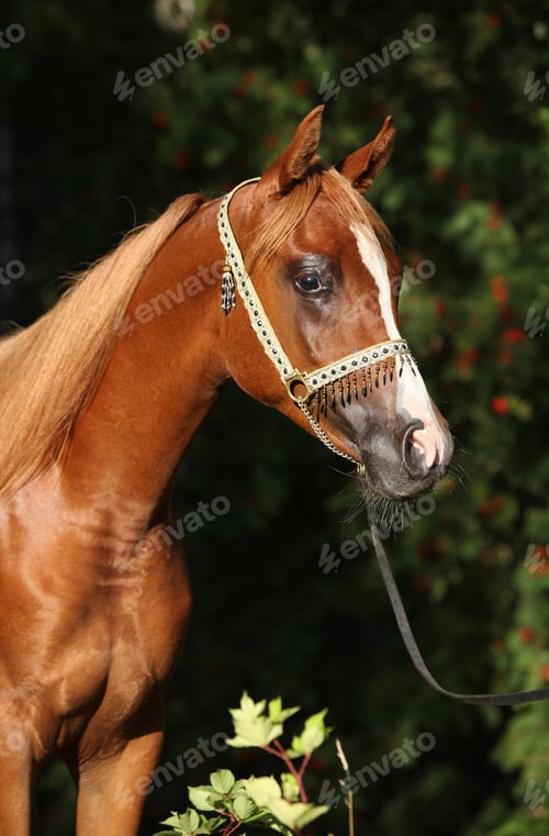 Preview: arabian, horse, mare, stallion, riding