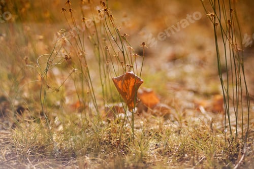 Preview: Selective soft focus of dry grass, reeds, stalks blowing in the wind at golden sunset light.